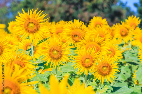 Sunflowers