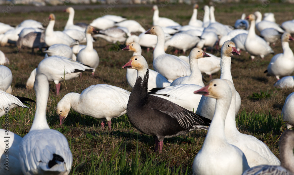Obraz premium Snow Goose and Blue Geese