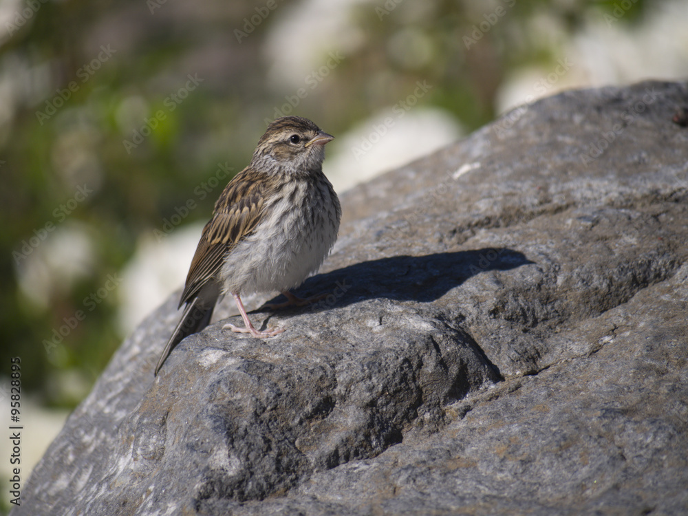 Sparrow on rock Sparrow on rock