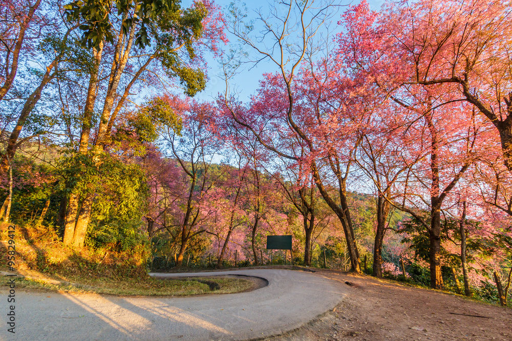 Naklejka premium Cherry Blossom or Sakura beside the road in Chiangmai province of Thailand
