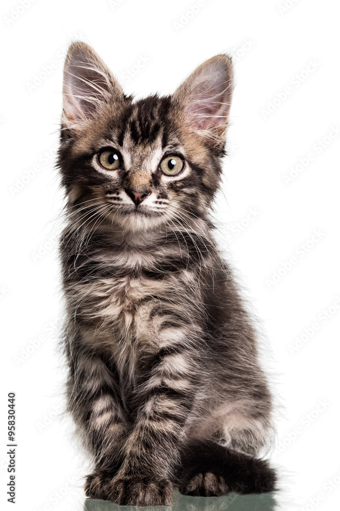 Obraz premium Cute Furry Kitten