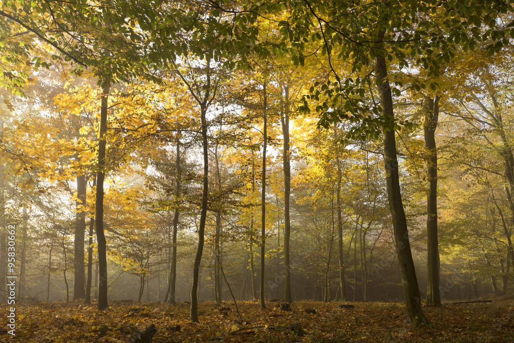 Magical autumn Forest with colorful Trees