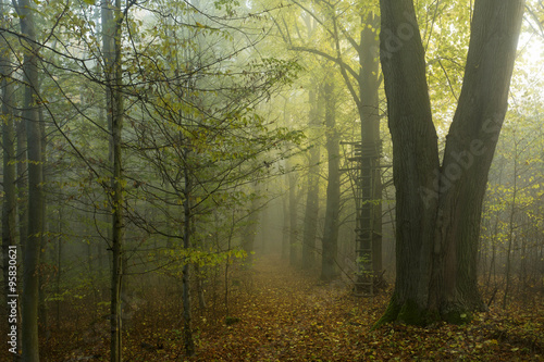 Fototapeta Naklejka Na Ścianę i Meble -  Magical autumn Forest with colorful Trees