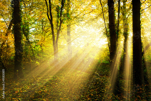 Autumn forest with sun rays