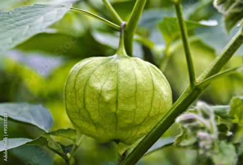 Blütenkelch einer Physalis photo