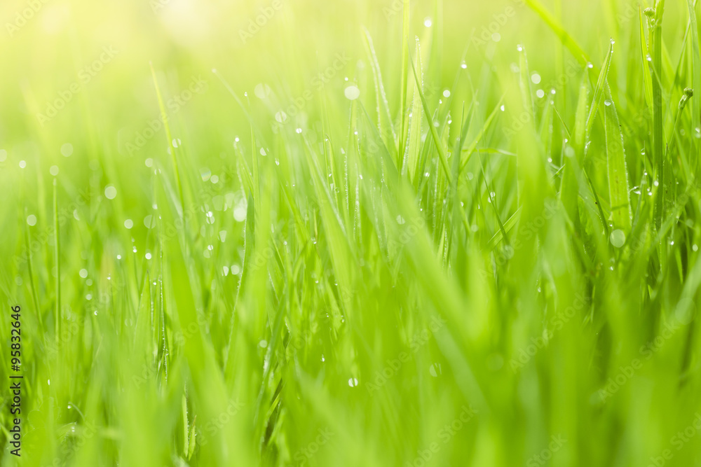 Fototapeta premium Fresh green grass background