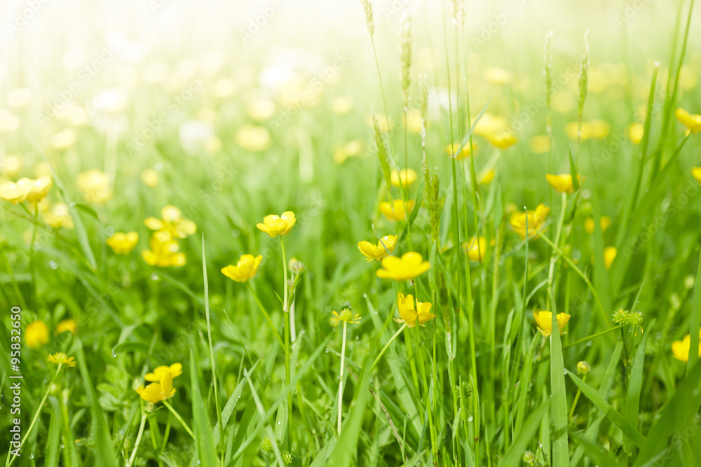 Fresh green grass with yellow flowers