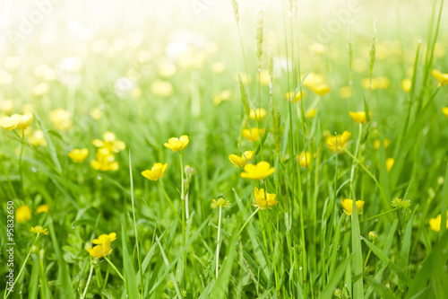 Fresh green grass with yellow flowers