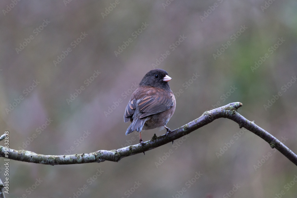 Obraz premium Dark-eyed Junco