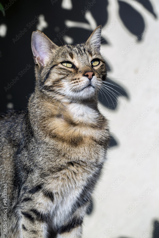 Fototapeta premium Sokak Kedisi