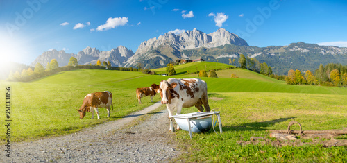 Kühe vor Wilder Kaiser