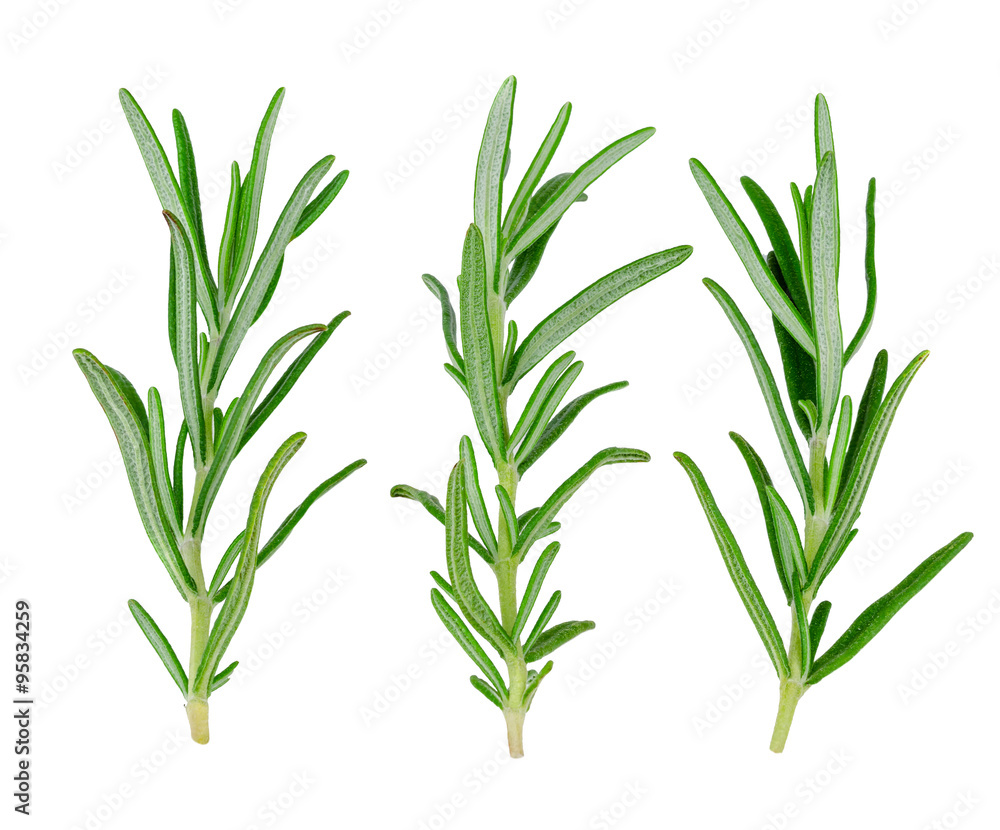 Fototapeta premium rozmaryn 4