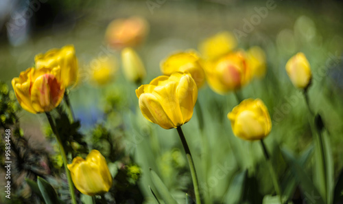 Yellow tulips in the garden. Close up. 