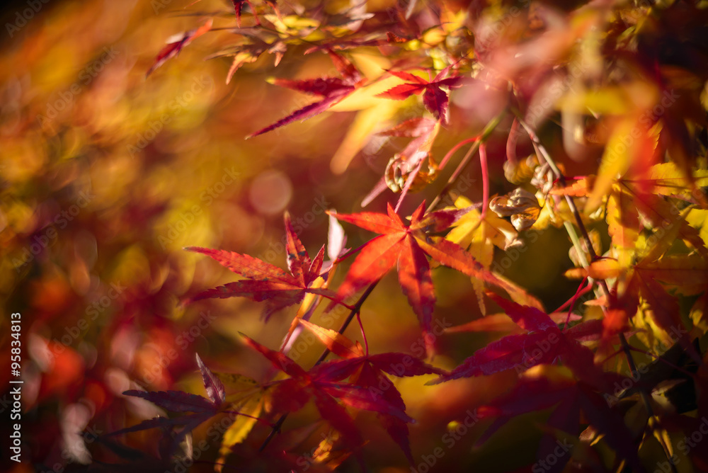 Yellow and red japanese maple leaves background. Yellow and red japanese maple leaves background.