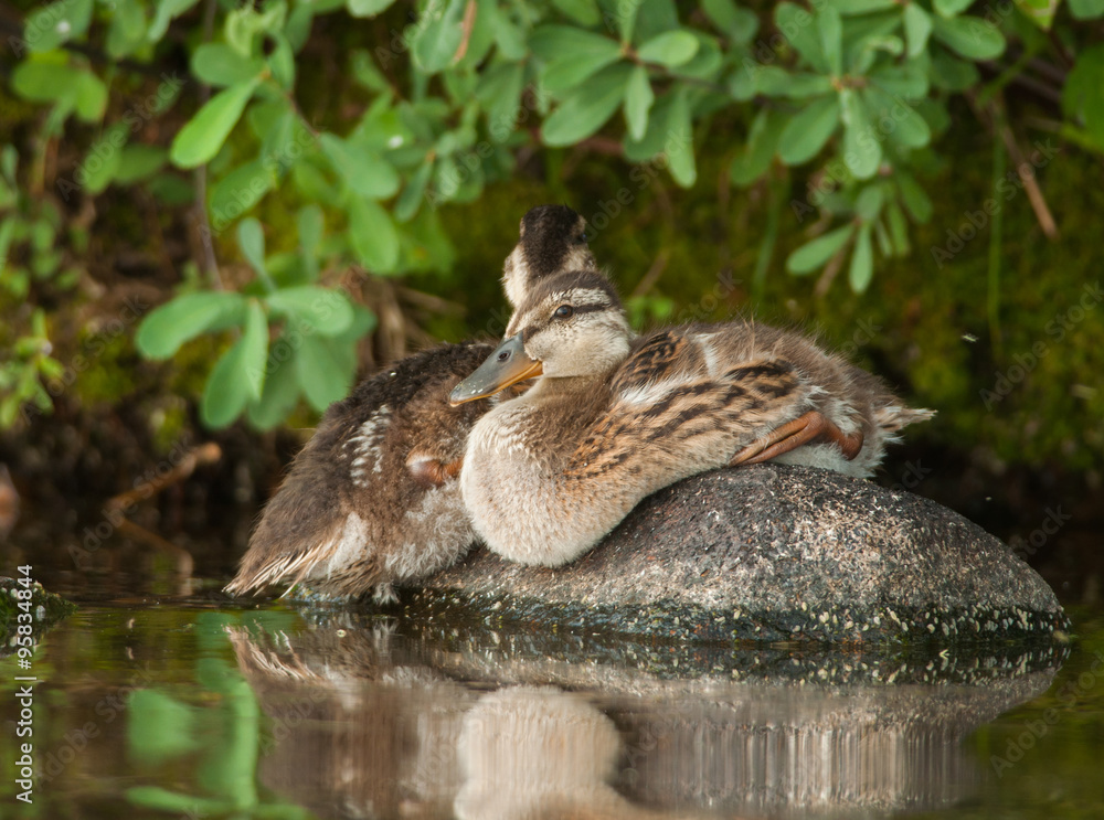 Fototapeta premium Juvenile Mallards