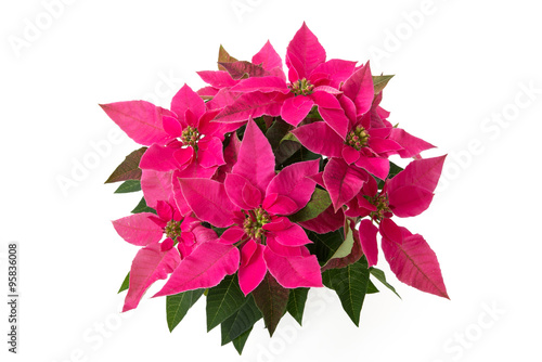 Fototapeta Naklejka Na Ścianę i Meble -  Euphorbia pulcherrima Princettia