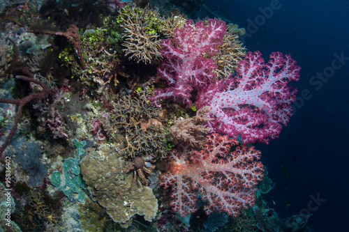 Colorful Soft Corals and Reef