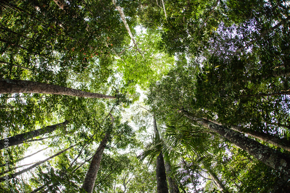 Fototapeta premium Green Canopy of Rainforest