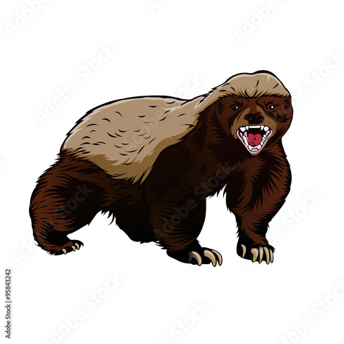 Honey badger illustration color vector