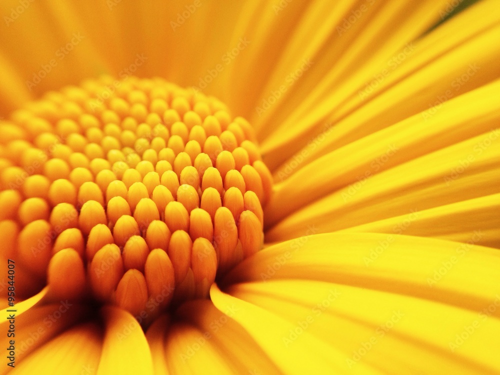macro shot of maxican sunflower  - obrazy, fototapety, plakaty 
