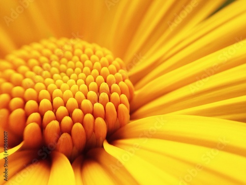 macro shot of maxican sunflower  photo