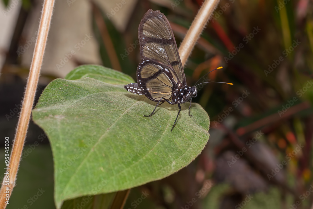 Obraz premium Black Transandina Cattle Heart Butterfly