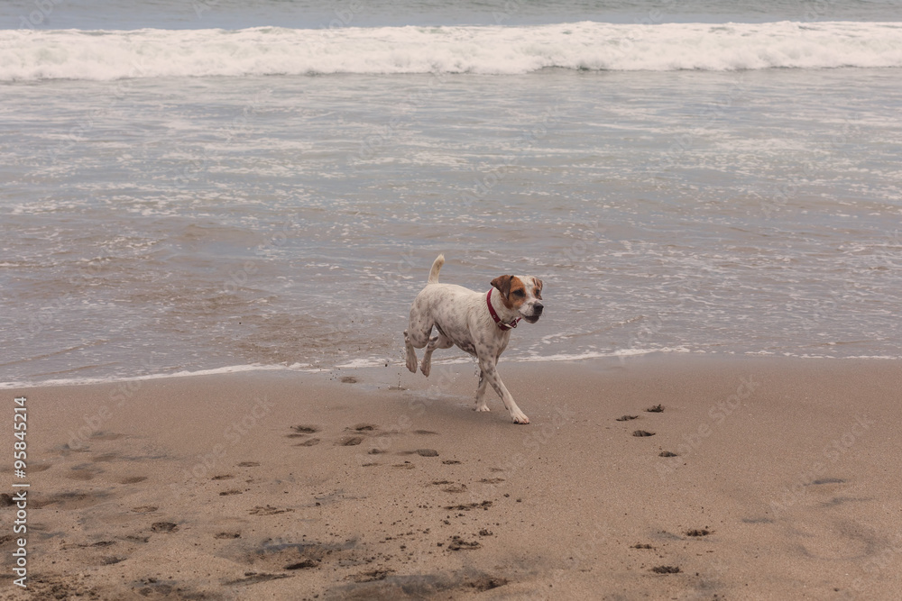 Parson Russell Terrier Playing With The Waves