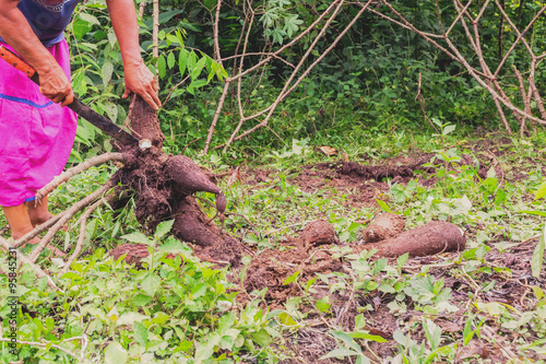 Siona Woman Cutting A Cassava Root