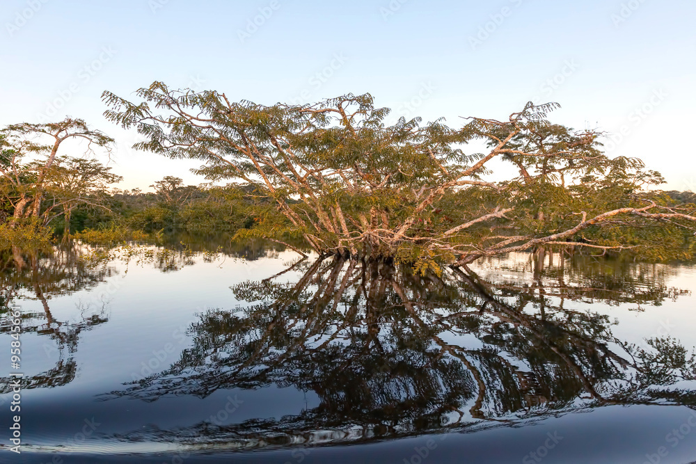 Mangrove Trees, Cuyabeno Wildlife Reserve, Ecuador