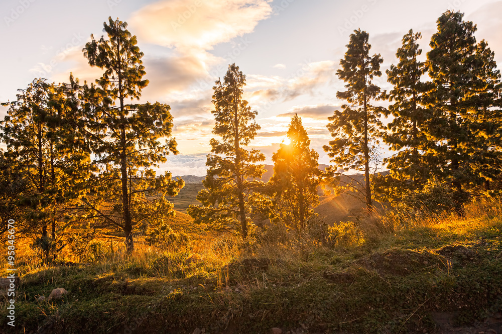 Fototapeta premium Sunrays Reflected Light Through The Trees