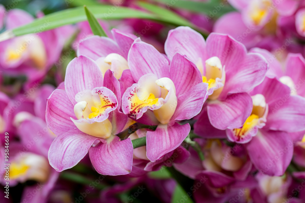 Beautiful orchid flowers. Beautiful orchid flowers.