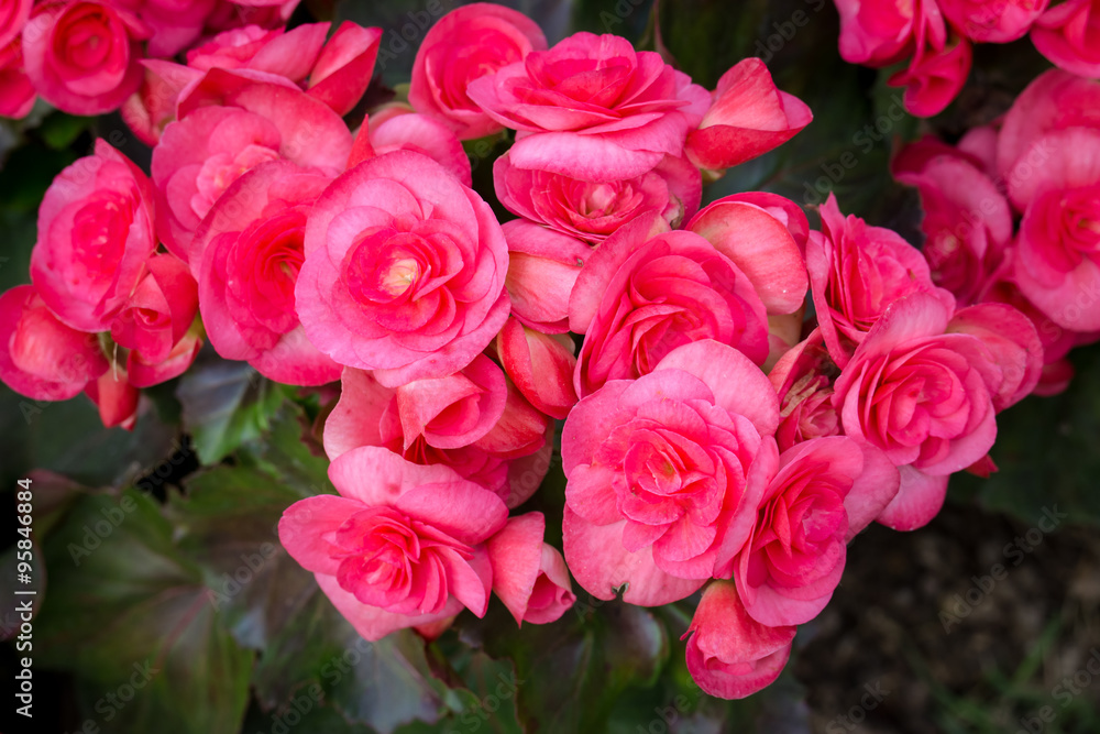 Small pink roses closeup in garden. Small pink roses closeup in garden.