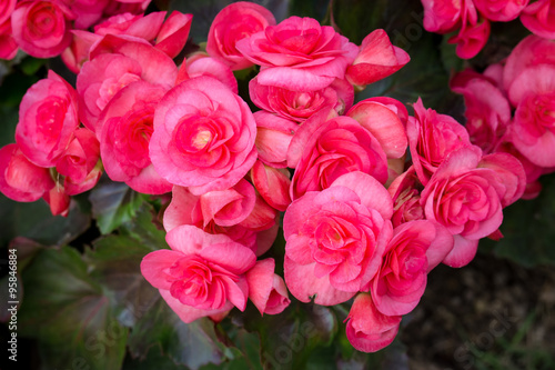 Small pink roses closeup in garden. © pojvistaimage