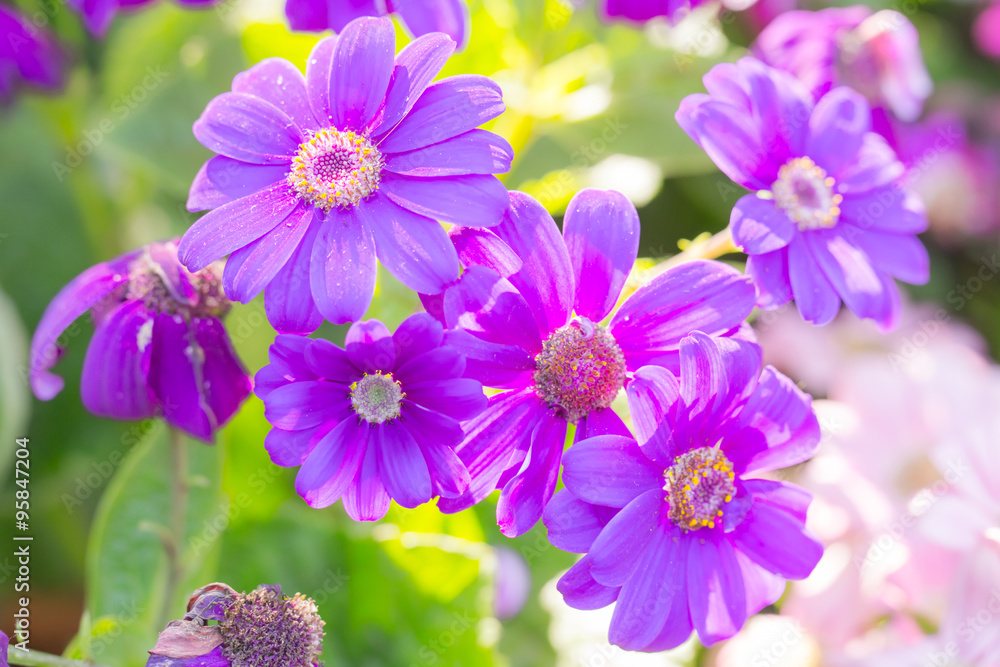 Purple flowers in the garden. Purple flowers in the garden.