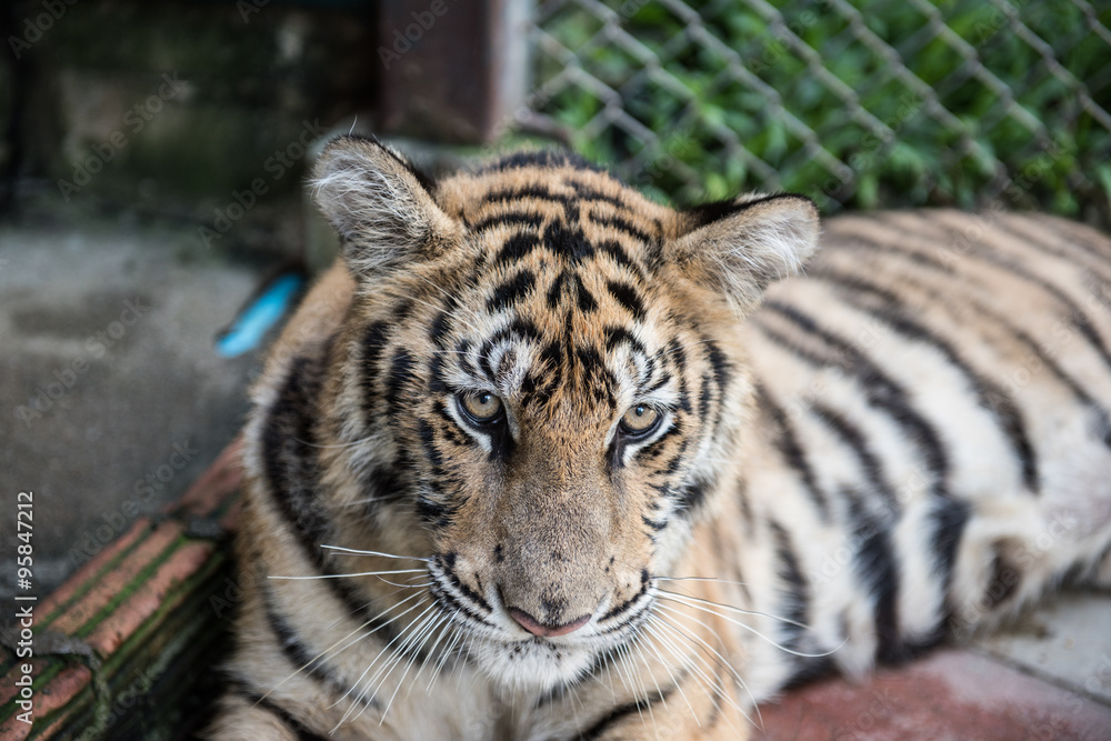 Fototapeta premium Tiger Resting in Its Cage