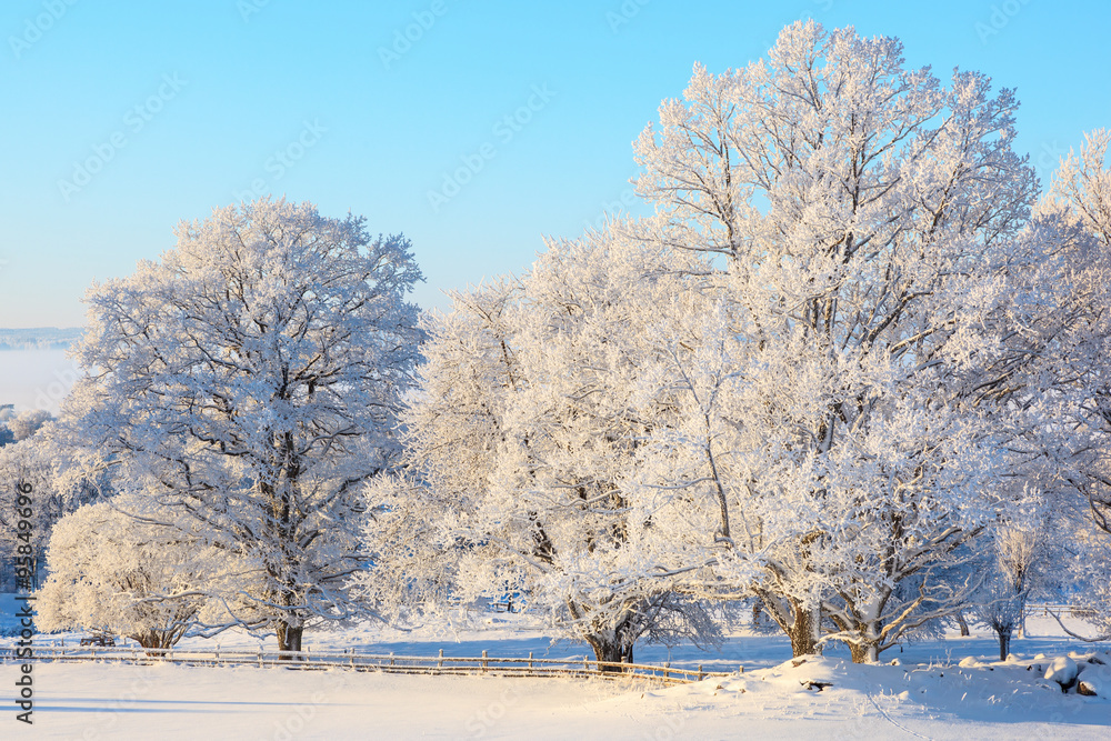 Oak tree in snowy landscape