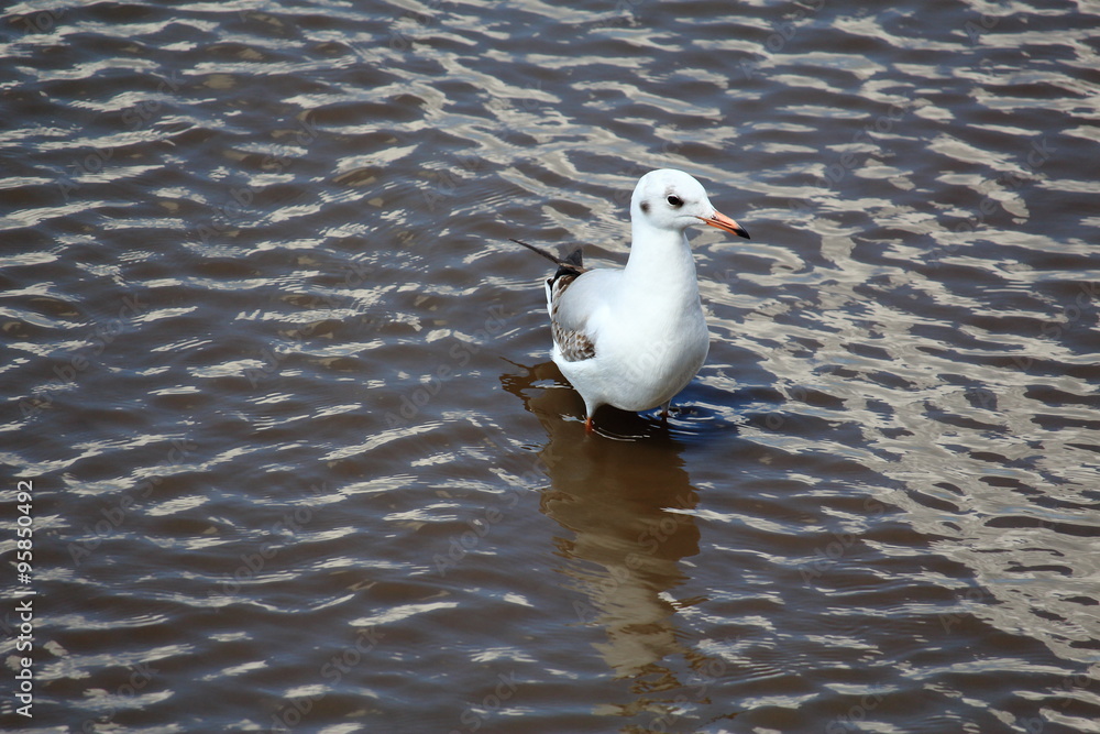 A Seagull On The Wetlands A Seagull On The Wetlands