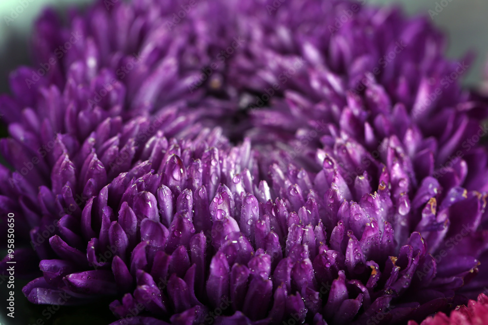 Beautiful violet chrysanthemum Beautiful violet chrysanthemum