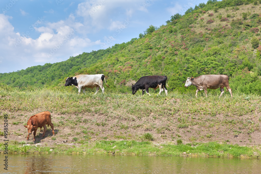 cows go to the river