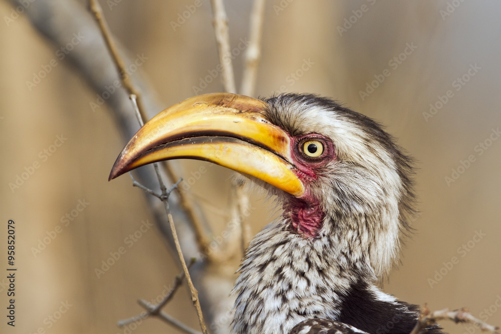 Southern yellow-billed hornbill in Kruger National park