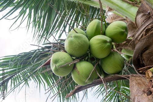 Fresh coconut on the tree
