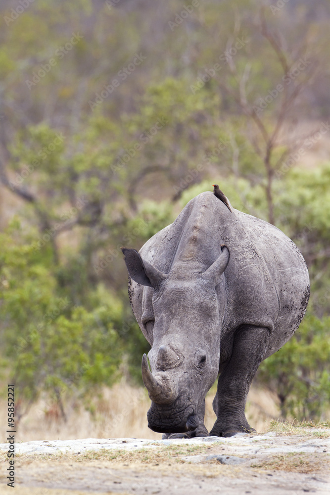 Southern white rhinoceros in Kruger National park
