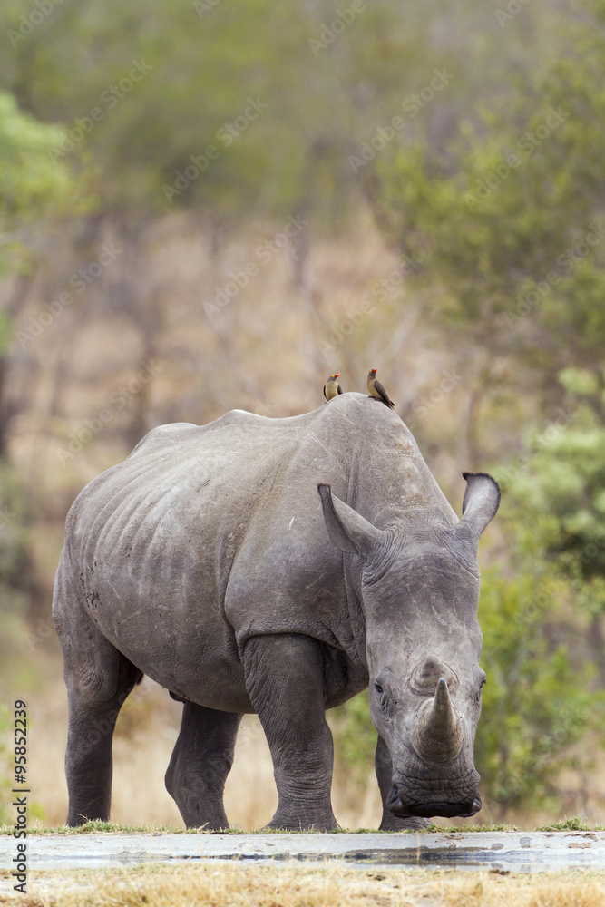 Southern white rhinoceros in Kruger National park Southern white rhinoceros in Kruger National park
