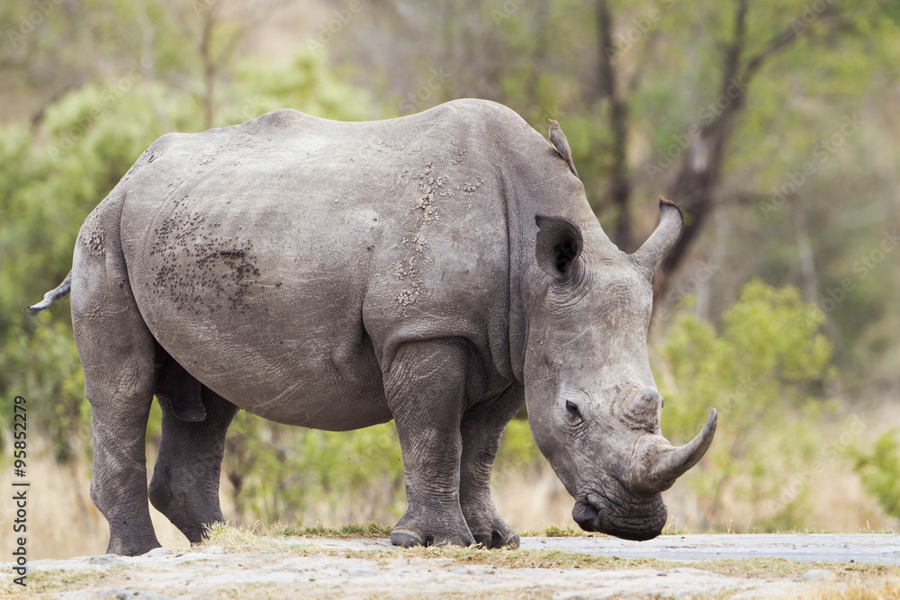 Naklejka premium Southern white rhinoceros in Kruger National park