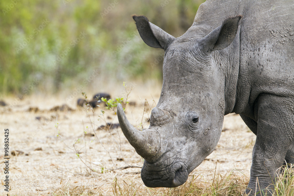 Fototapeta premium Southern white rhinoceros in Kruger National park