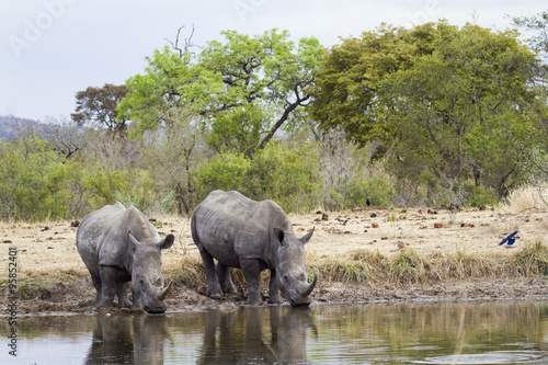 Southern white rhinoceros in Kruger National park