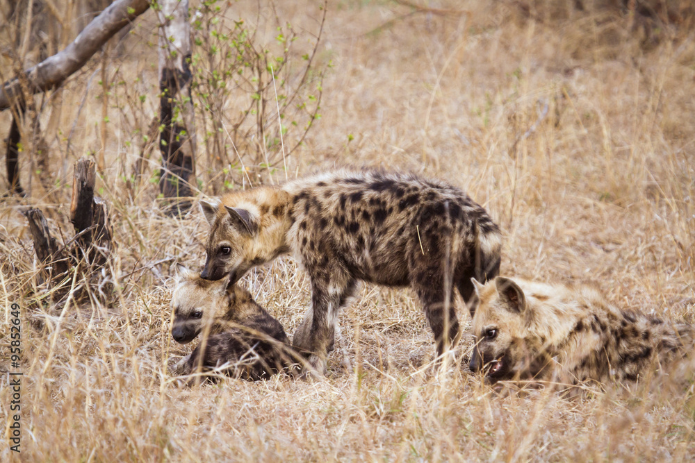 Spotted hyaena in Kruger National park