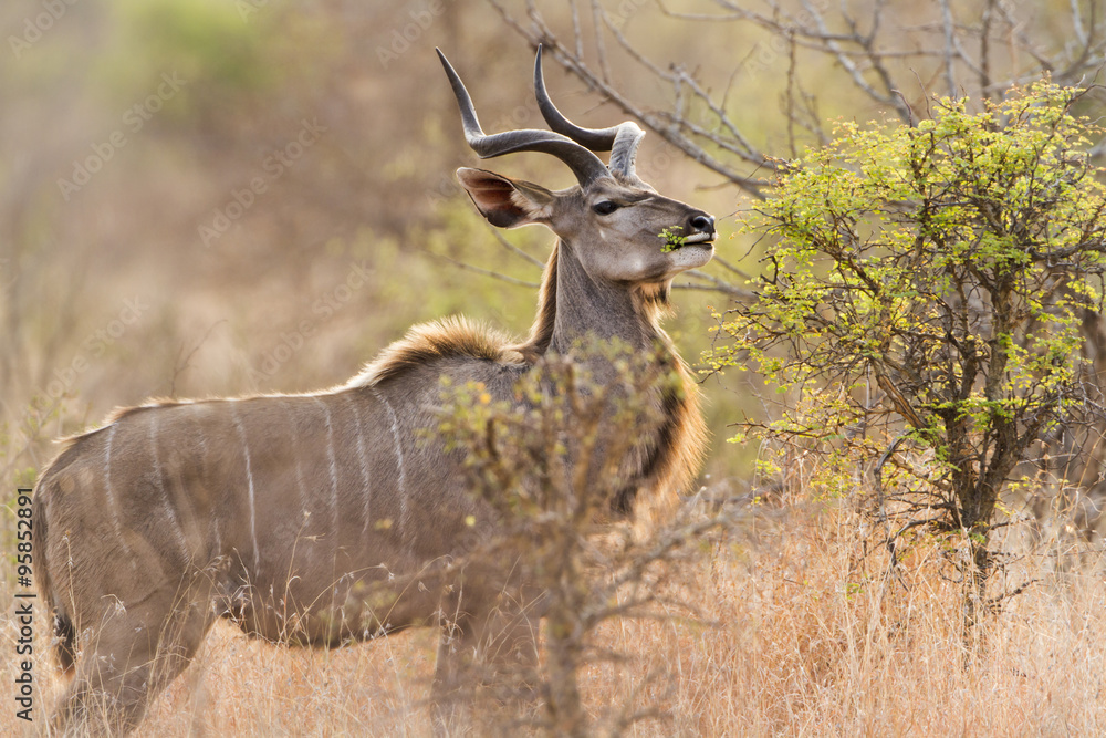 Fototapeta premium Greater kudu in Kruger National park