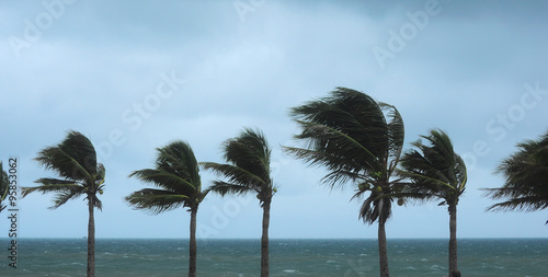 Palm tree at the hurricane, Blur leaf cause windy and heavy rain