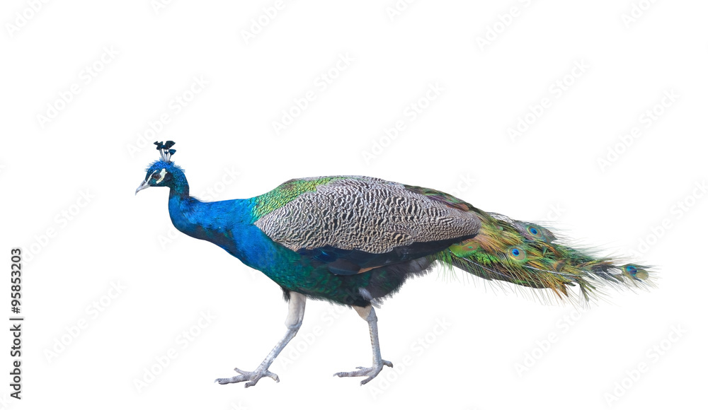 Fototapeta premium The big peacock
